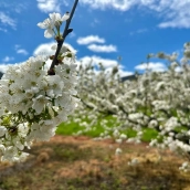 La concejalía de Turismo anima a visitar la Casita del Ratoncito Pérez durante la floración de los cerezos en Rimor