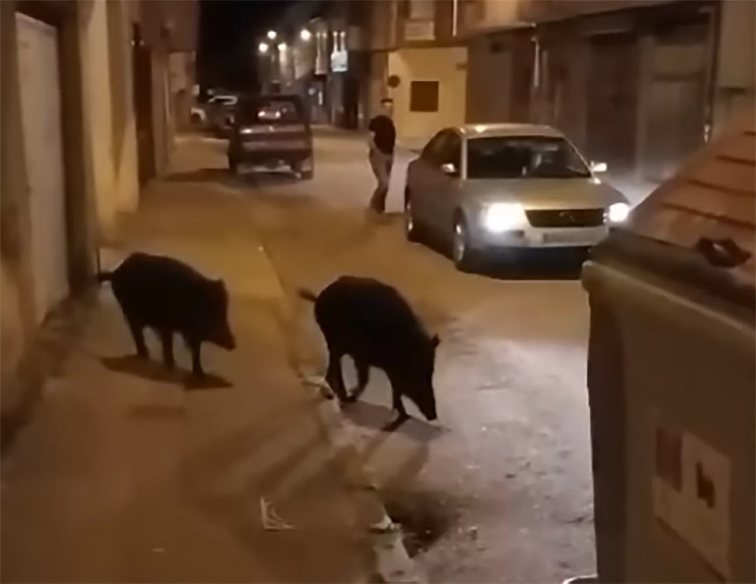 Los jabalíes disfrutan de la noche primaveral en Ponferrada