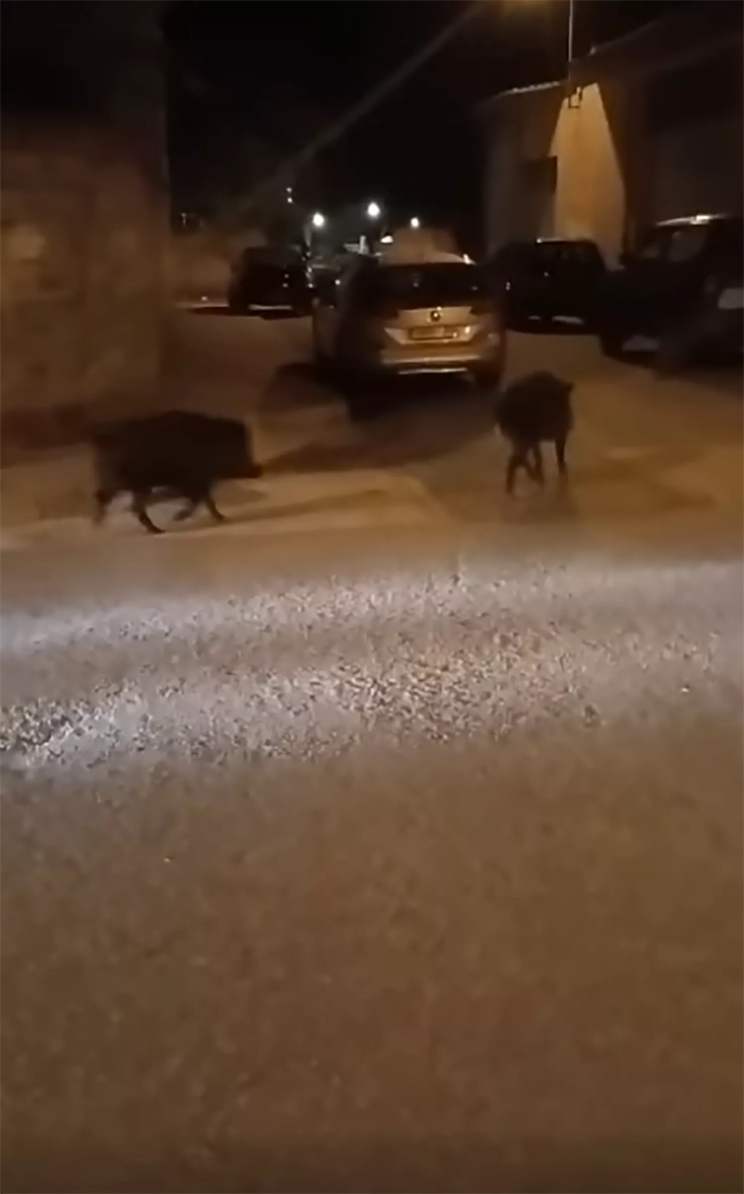 Los jabalíes disfrutan de la noche primaveral en Ponferrada Los jabalíes disfrutan de la noche primaveral en Ponferrada