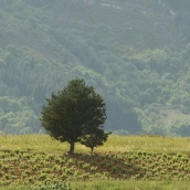 César Sánchez, ICAL . Viñedos en altura dentro de la Denominación de Origen Vinos del Bierzo