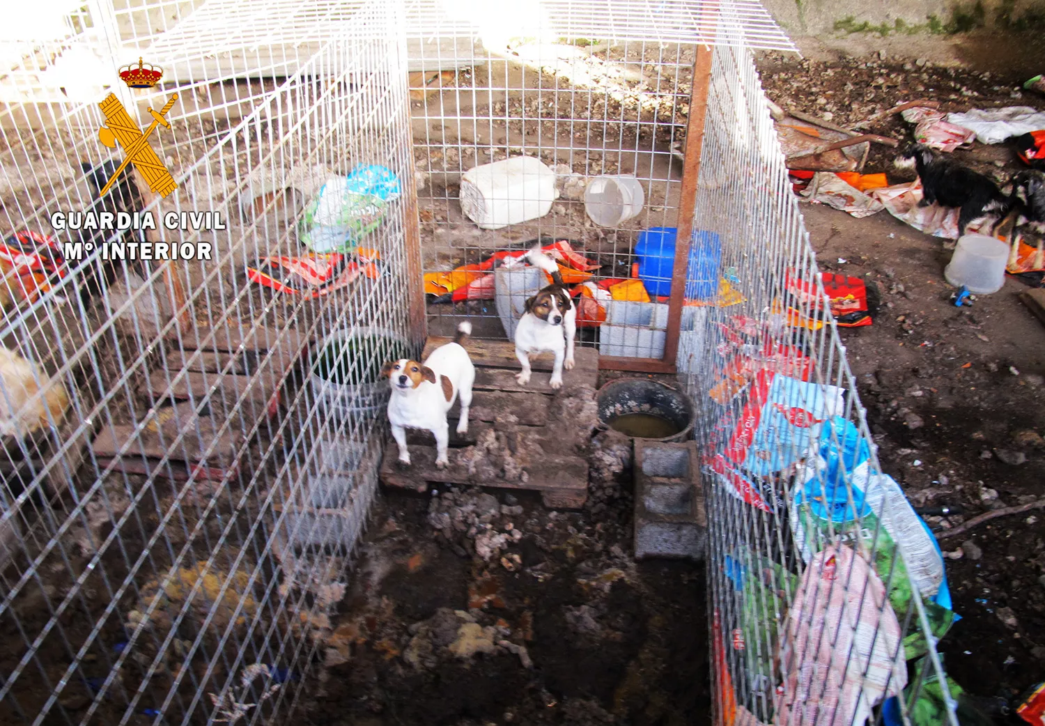 Localizado un núcleo zoológico con 15 perros que convivían “entre excrementos y suciedad” en Peñaparda (Salamanca)
