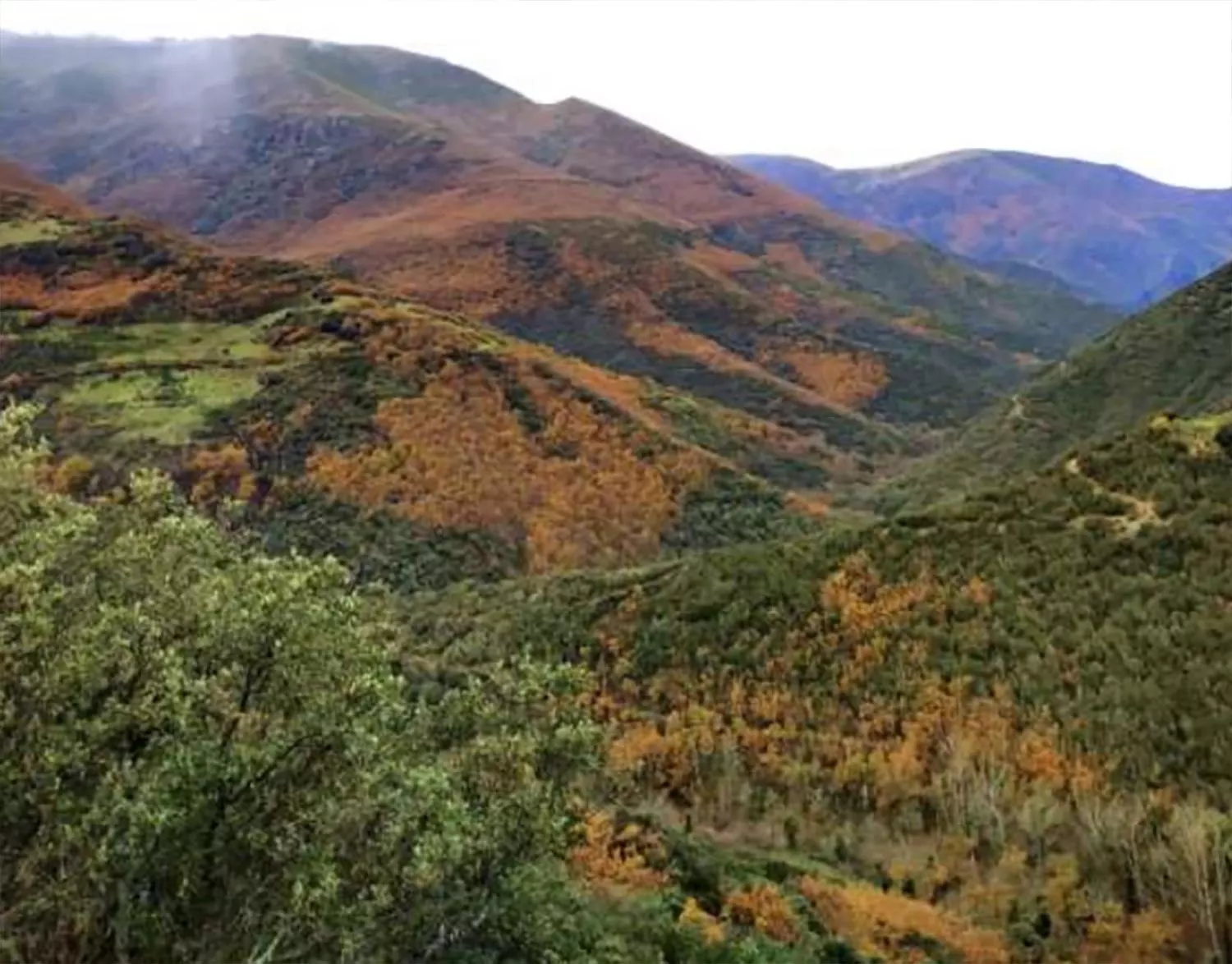 Montañas y bosque autóctonos del río Cabrera Montañas y bosque autóctonos del río Cabrera