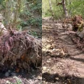 Cabrera Despierta denuncia falta de información sobre los trabajos en el camino del Campo de las Danzas a Santalavilla 
