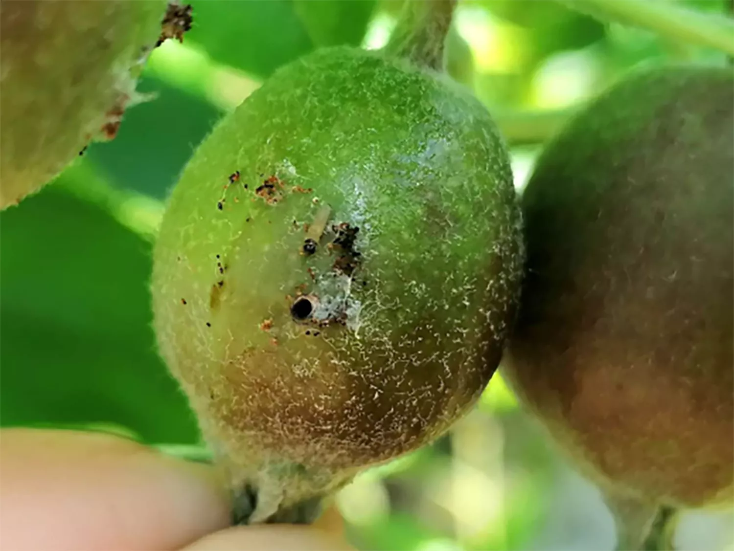 Manzana barrenada y larva de barreno