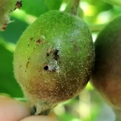 Manzana barrenada y larva de barreno