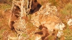 Una osa defiende con ferocidad a sus crías de un macho en Laciana