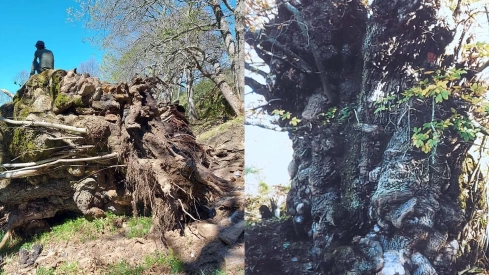 El temporal 'quiebra' el castaño Regañón, 700 años de historia y 40 toneladas de vida