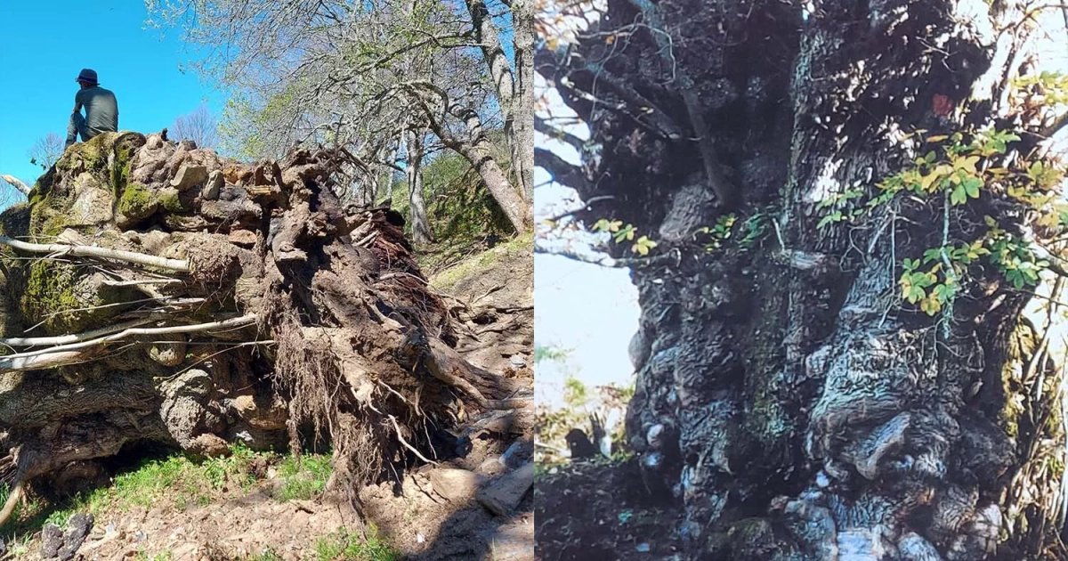 El temporal 'quiebra' el castaño Regañón: 700 años de historia y 40 ...