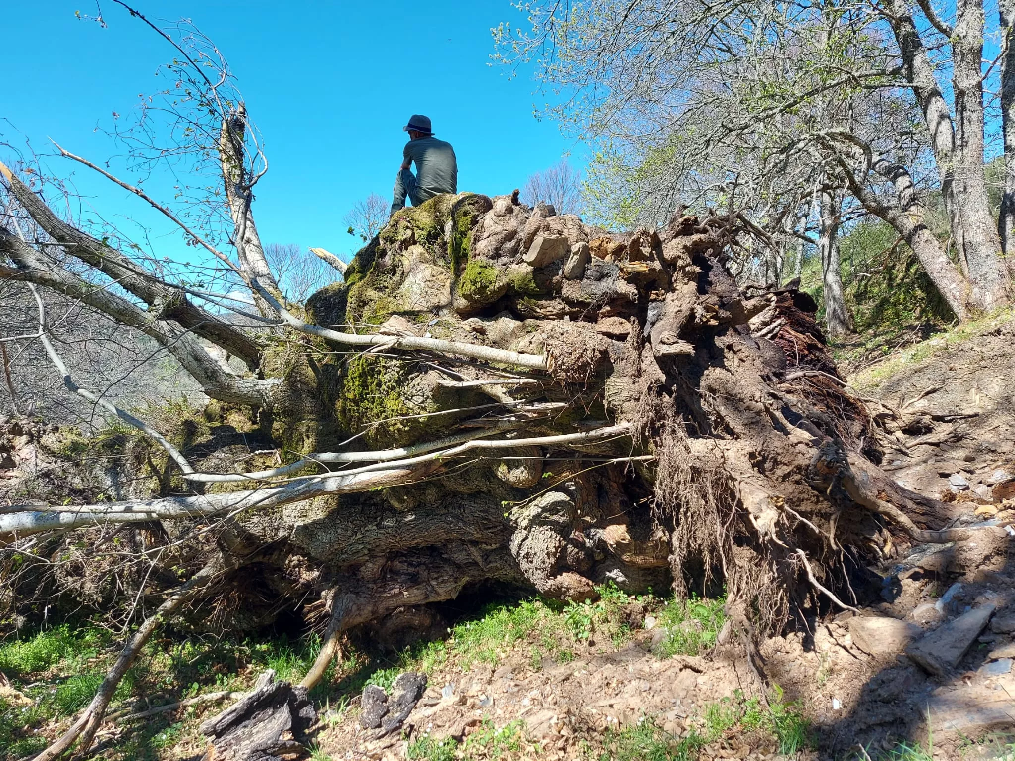 Castaño de Regañón (2)