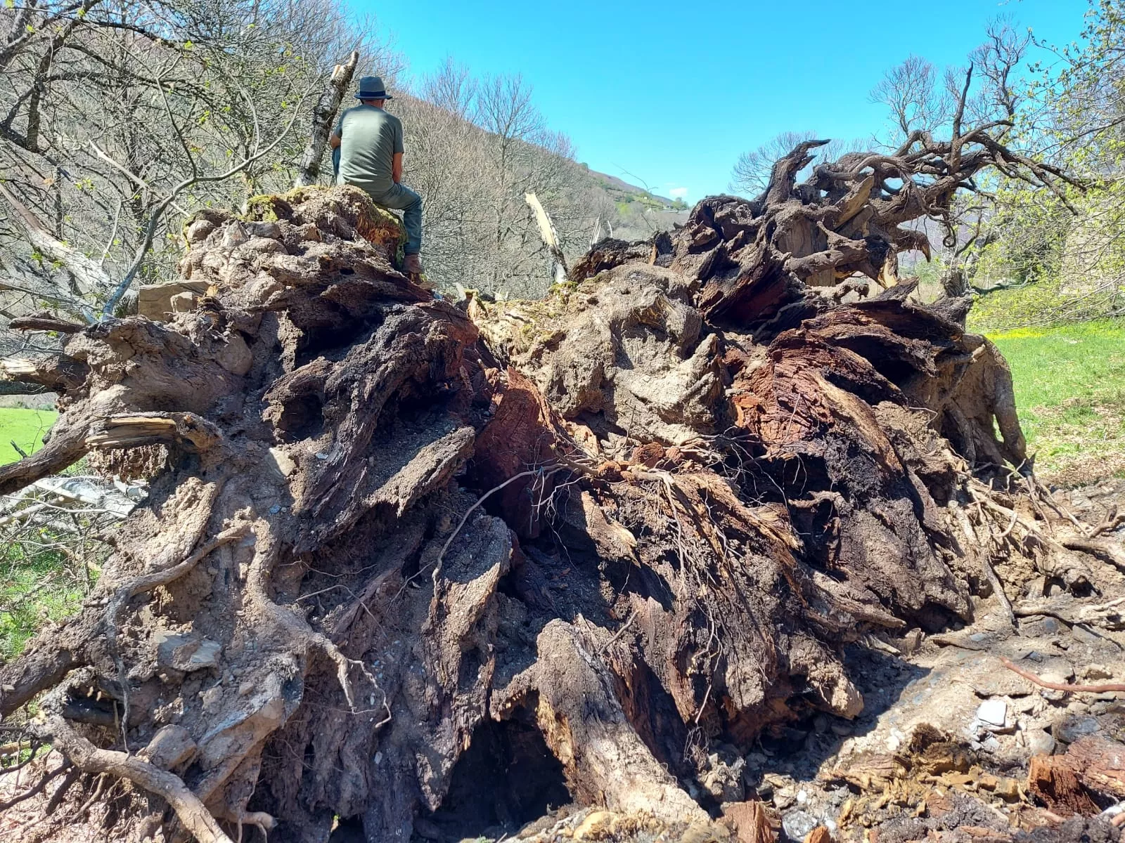 Castaño de Regañón (3)