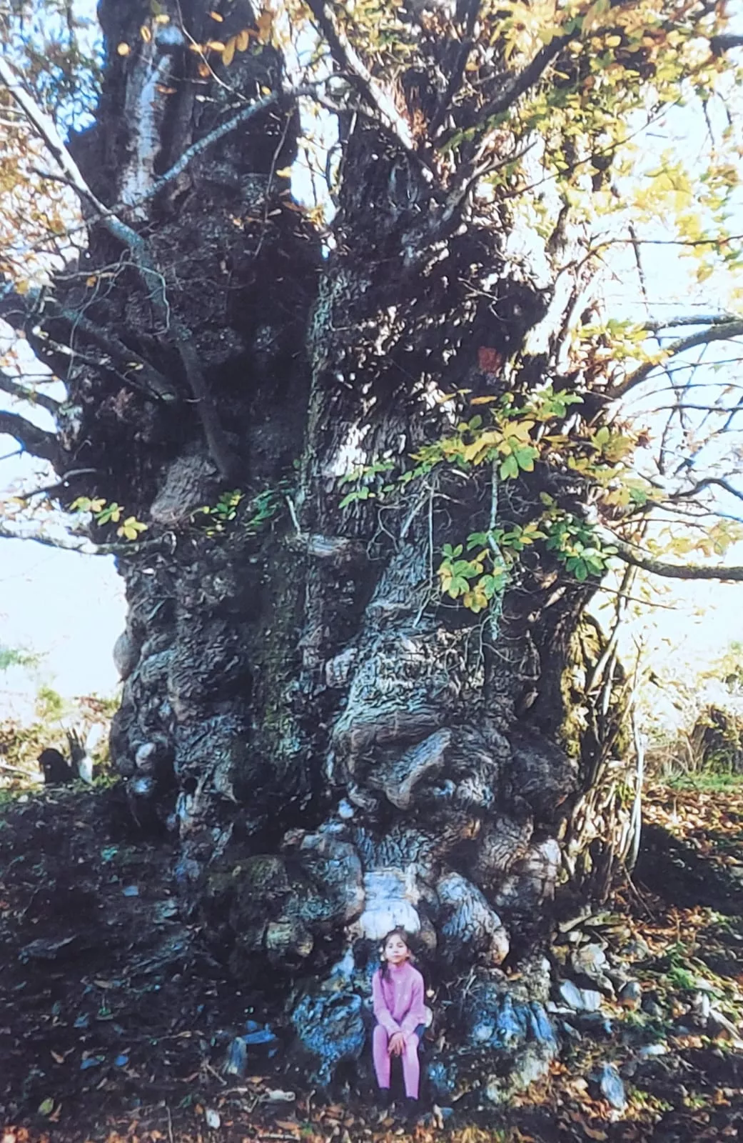 Castaño de Regañón (1)