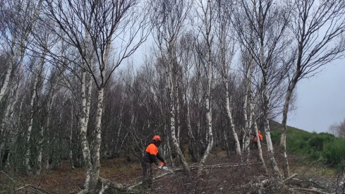 La Junta invertirá 2 millones para restaurar los hábitats del urogallo cantábrico en Palacios del Sil, Villablino, Murias de Paredes y Cabrillanes