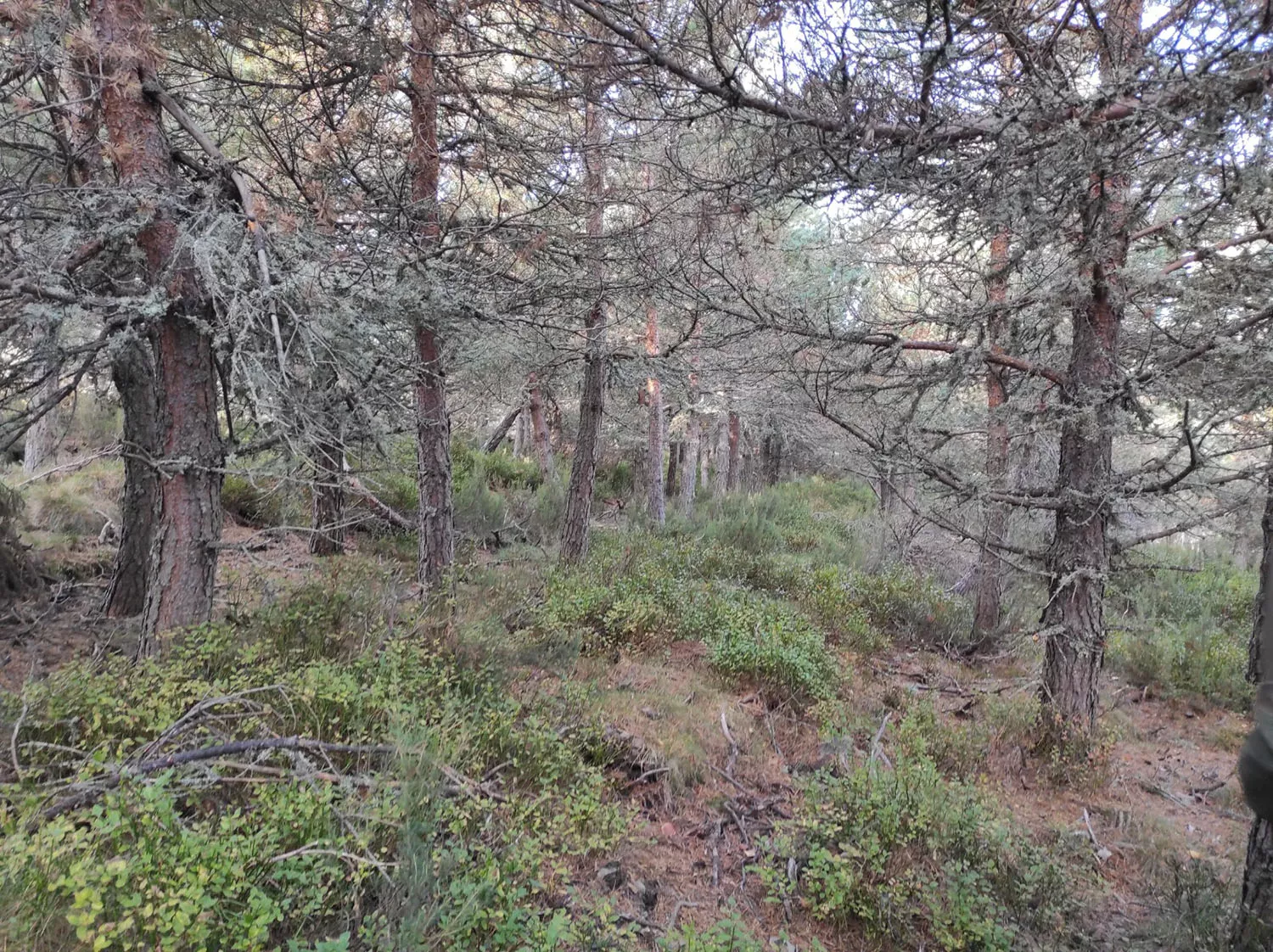 La Junta invertirá 2 millones para restaurar los hábitats del urogallo cantábrico en Palacios del Sil, Villablino, Murias de Paredes y Cabrillanes 1