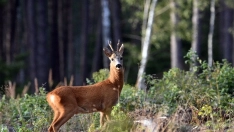 Corzo | Castilla y León lidera los accidentes de tráfico por colisión con animales con el 23% del total nacional