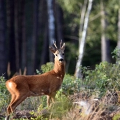 Corzo | Castilla y León lidera los accidentes de tráfico por colisión con animales con el 23% del total nacional