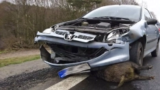 Imagen del atropello de un jabalí | León se convierte en la provincia con mayor número de siniestros por animales de Castilla y León, con más de 2.200 accidentes 