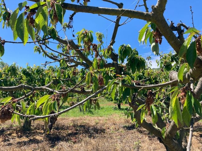 cereza bierzo heladas