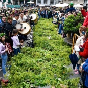 Maios de Villafranca (45)