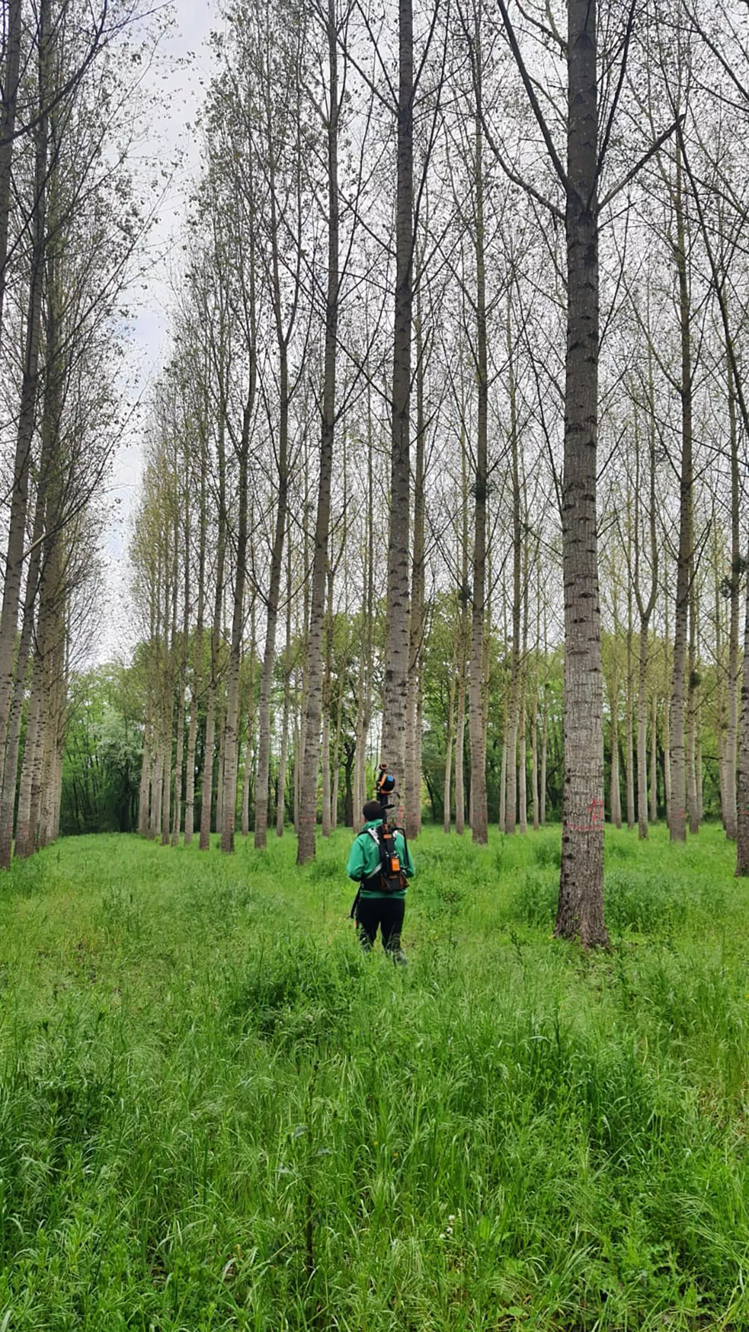 El Campus de Ponferrada crea gemelos digitales de chopos para estimar con mayor precisión el volumen de madera de plantaciones 