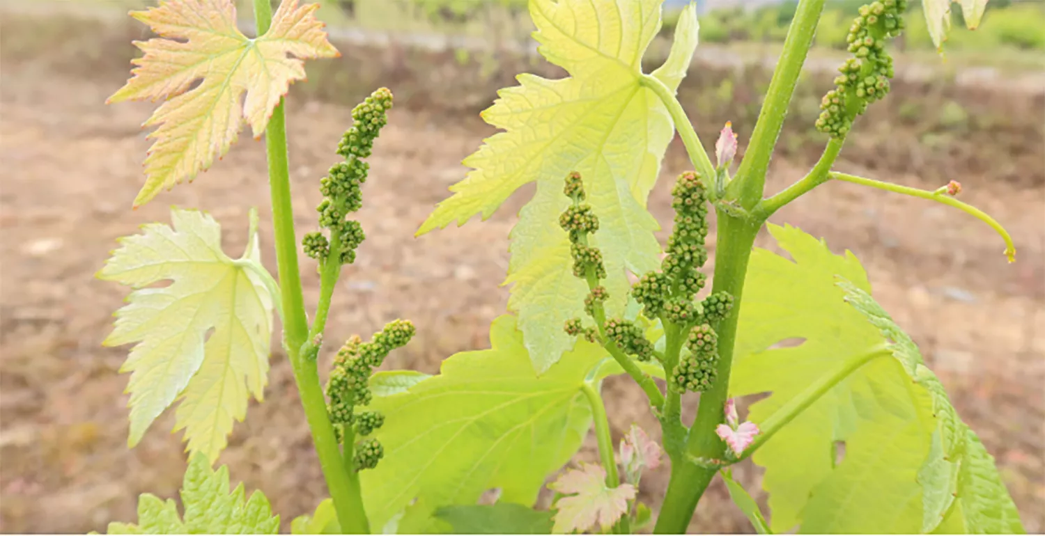 Racimo de la variedad Doña Blanca con Mildiu en estado fenológico H | Alertan sobre riesgo de mildiu en la vid del Bierzo por las próximas lluvias 