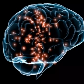 Cerebro humano Cerebro humano