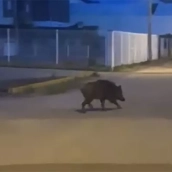 Jabalí en Fuentesnuevas