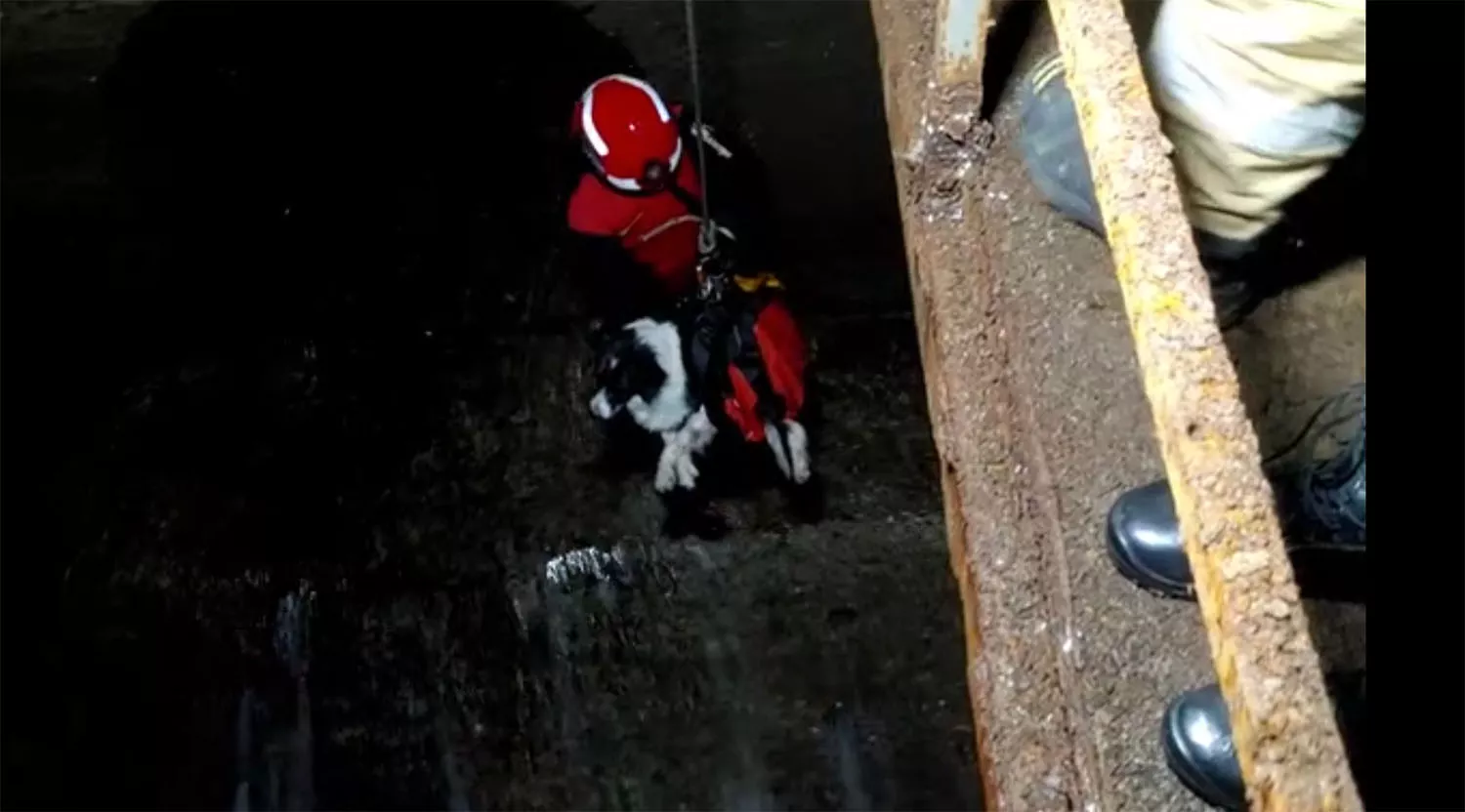 Final feliz para Leia, la border collie rescatada de en un túnel en Toral de Merayo