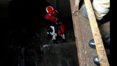 Final feliz para Leia, la border collie rescatada de en un túnel en Toral de Merayo Final feliz para Leia, la border collie rescatada de en un túnel en Toral de Merayo