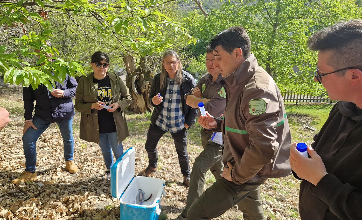 La Diputación de León destina más de 250.000 euros a la lucha contra la avispilla del castaño en El Bierzo