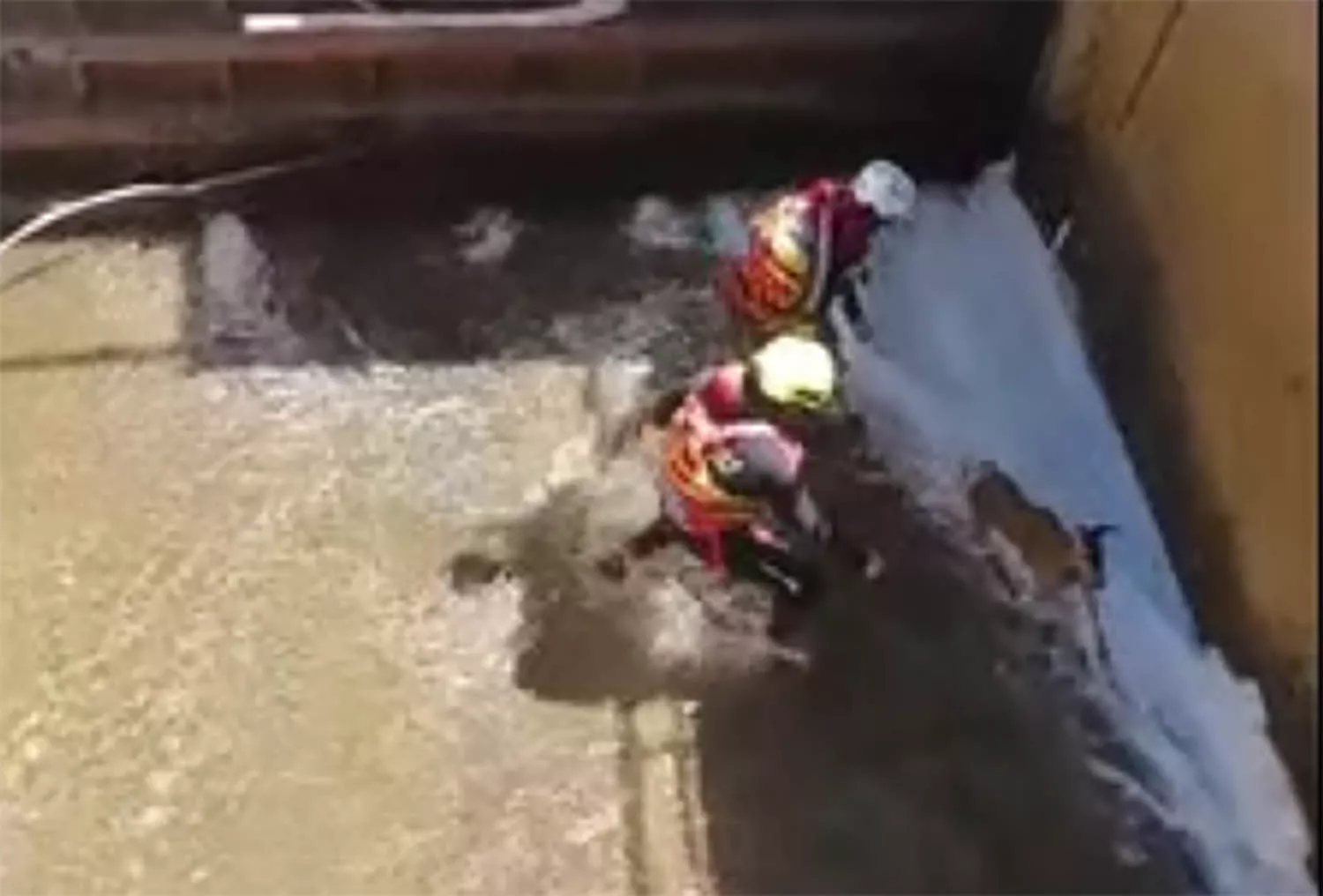 Rescatado un corzo en Bembibre Rescatado un corzo en Bembibre