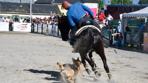 Feria del Caballo de Camponaraya: Espectáculo ecuestre Feria del Caballo de Camponaraya: Espectáculo ecuestre