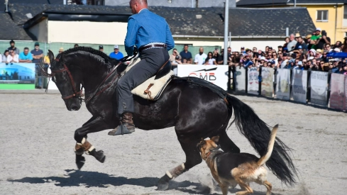 Feria del Caballo de Camponaraya: Espectáculo ecuestre Feria del Caballo de Camponaraya: Espectáculo ecuestre