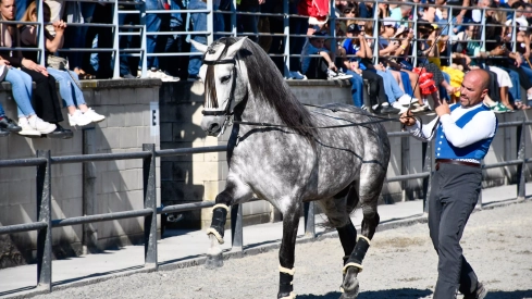 Feria del Caballo de Camponaraya: Espectáculo ecuestre Feria del Caballo de Camponaraya: Espectáculo ecuestre