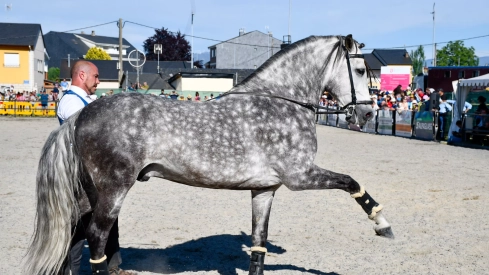 Feria del Caballo de Camponaraya: Espectáculo ecuestre Feria del Caballo de Camponaraya: Espectáculo ecuestre