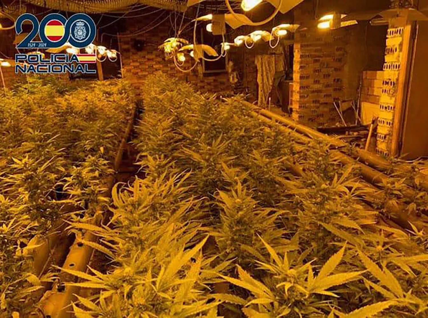 Desmantelada una plantación indoor de marihuana en un chalet de Ponferrada con más de 700 plantas
