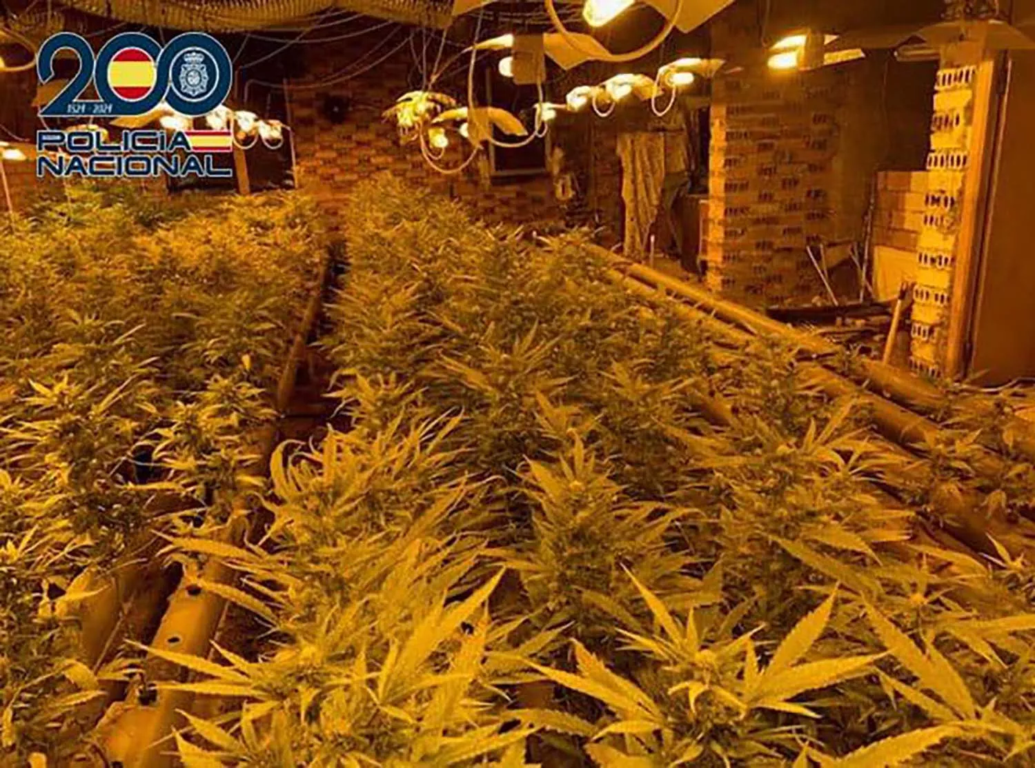 Desmantelada una plantación indoor de marihuana en un chalet de Ponferrada con más de 700 plantas Desmantelada una plantación indoor de marihuana en un chalet de Ponferrada con más de 700 plantas