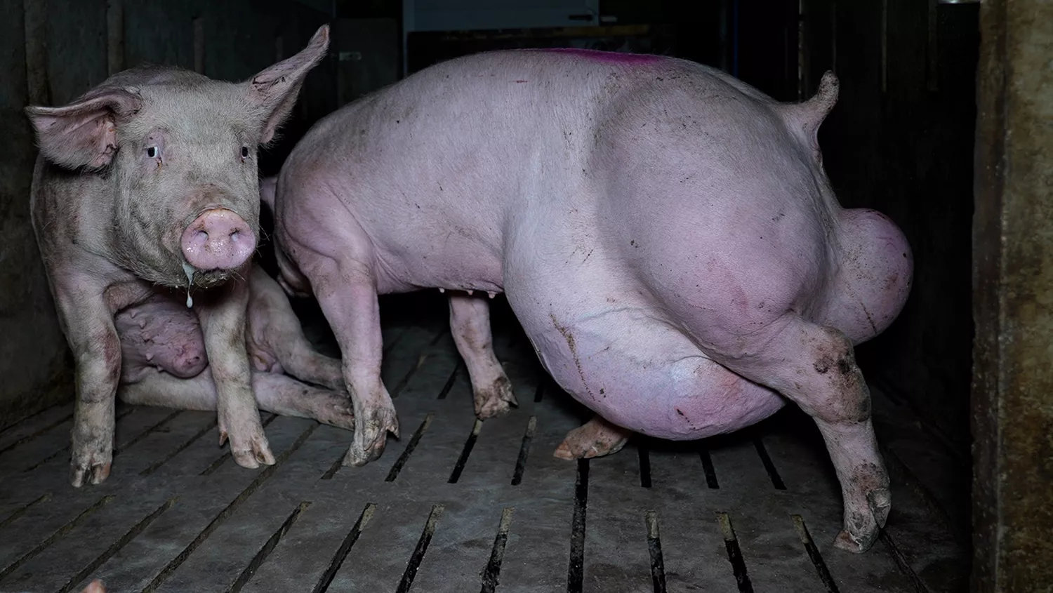 La OBA denuncia otra ‘granja del terror’ en Araúzo de Torre (Burgos) por maltrato animal y publicidad engañosa