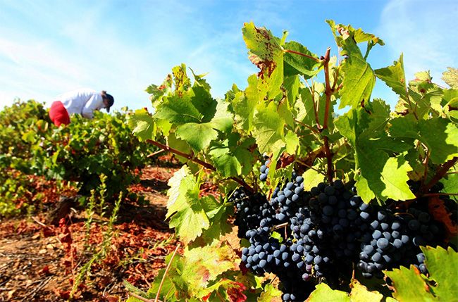 agricultura aranceles do bierzo agricultura aranceles do bierzo