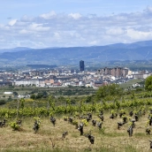 Foto de archivo Viñedos de la Bodega Emilio Moro en El Bierzo
