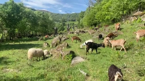 El pastoreo se reúne en la Montaña de León para afrontar los retos del oficio