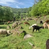 El pastoreo se reúne en la Montaña de León para afrontar los retos del oficio