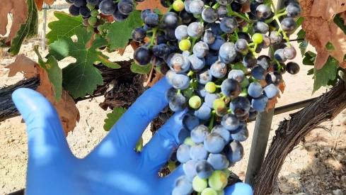 La ULE identifica una nueva especie de hongo capaz de proteger la vid de enfermedades de madera