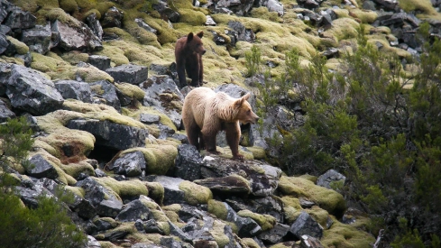 Ganaderos de Caboalles de Abajo denuncian una oleada de ataques de osos contra la ganadería y reclaman medidas urgentes. ICAL