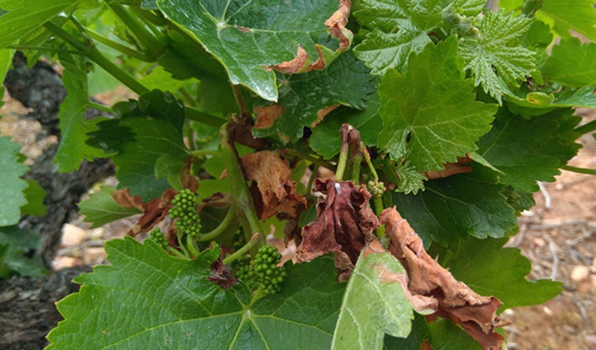 mildiu viñedo bierzo mildiu viñedo bierzo