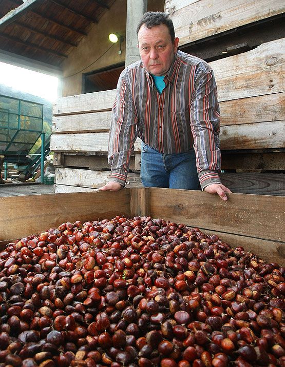 Enrique Fernández, propietario de la empresa La Oricera, de castañas del Bierzo, afincada en Balboa (César Sánchez (ICAL)