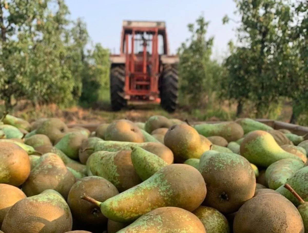 Recogida de frutas en El Bierzo