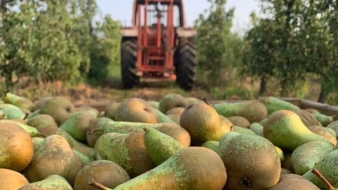 Recogida de frutas en El Bierzo