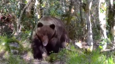 Otro avistamiento de un oso en el Valle de Laciana