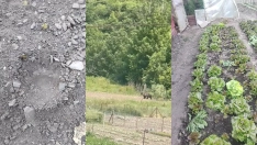 Lechuguina vuelve a las huertas a por sus lechugas favoritas para desconsuelo de los vecinos de Villarino Lechuguina vuelve a las huertas a por sus lechugas favoritas para desconsuelo de los vecinos de Villarino