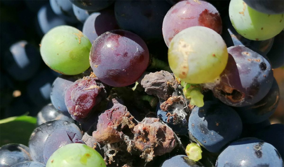 plaga polilla vid toral de los vados plaga polilla vid toral de los vados